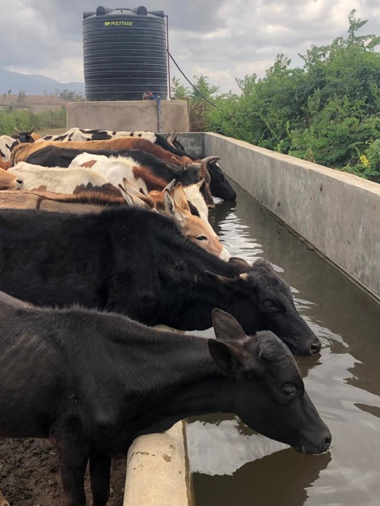 Vieh an einer Wasserstelle in Tansania
