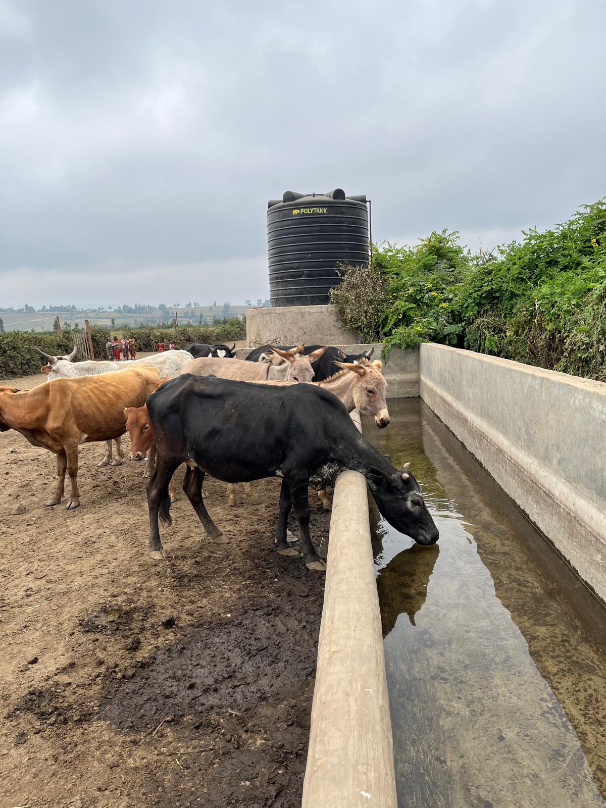 Rinder trinken an einer Wasserstelle in Engawalet